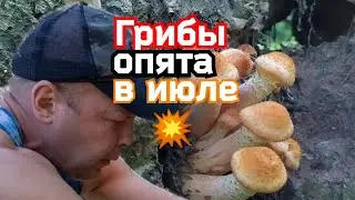 Грибы 2022. Опята в июле - это не новость, а реальность! 💥