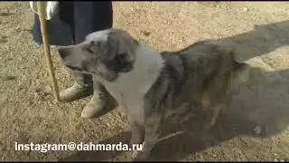 Гиссарские овцы и аборигенные САО саги дахмарда Анвара Неъматова из района Абдурахмони Джоми