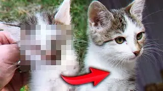 Спасение котенка. Котенок ищет дом / SANI vlog