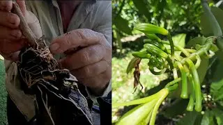 Rambutan marcott success, pollinating Vanilla and other farm stuff...