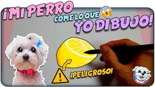 Mi PERRO COME lo que DIBUJO! Los LIMONES son PELIGROSOS para los PERROS! ⚠️🍋  Anima Dogs