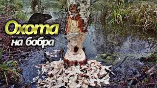 Охота на бобра капканами осенью. В поисках бобриных мест! #1