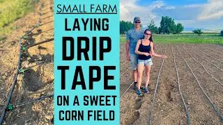 How We Set Up Drip Tape On Our Sweet Corn Field