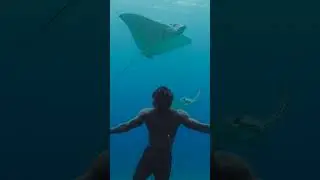 Freediving with Eagle Rays