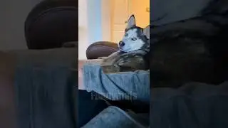 😂funny animal videos that i found for you #24😂#shorts #funnyanimals #funnycats #funnydogs #cutepets