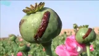 Иранские спецслужбы и афганский наркотрафик