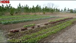 How to Design and Layout Your Dream Vegetable Garden