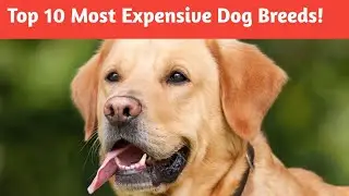 Top 10 Most Expensive Dog Breeds! #viral #youtubevideo  @inspiremind