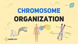 Chromosome Structure, Function and Organization | Cell Biology Basics | Introduction