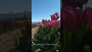 Springtime Destination - Skagit Valley Tulip Festival in Washington #shortsyoutube #shorts