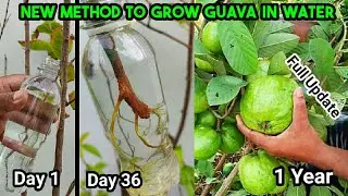 Air Layering in Water ~ Guava Tree propagation New Method  ~1 Year Updates From Rooting To Harvest