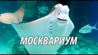 Москвариум на ВДНХ
