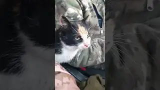 Наша бойова кицька Ліза | Підопічні ЗСУ
