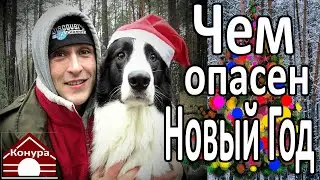 Чем опасен новый год для собаки