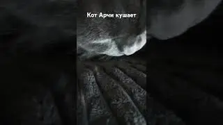 Кот Арчи кушает #котики