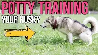 How To Potty Train A Siberian Husky