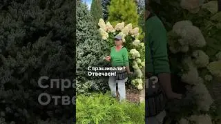 О хвойных и хвойниках для 6 соток смотрите в этом коротком видео😉