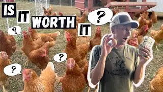 The SHOCKING Cost of Getting Your First Egg!