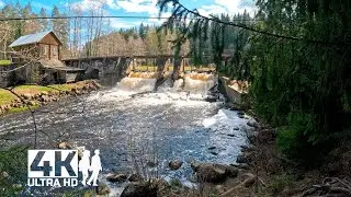 A walk along a forest road. Sounds of forest. Ruins of Finnish hydroelectric power station | 4K