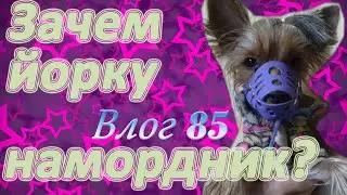 Йорк в наморднике... Вы такое видели? Зачем йорку намордник?