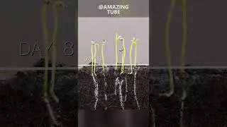 Growing tomato plants 