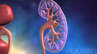 Bladder Animation
