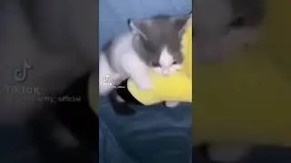Приколы с котами