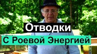 Пасека # 74 Отводки с Роевой Энергией | Пчеловодство для начинающих -