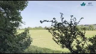 Wandering a dunlit forest trail alongside the horses