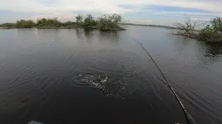 ловля хищника наткнулись на разнорыбье рекомендую посмотреть