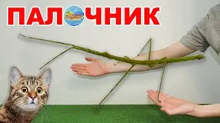 Палочник.  Привидение у вас в террариуме | Stick Insect |Carausius Morosus terrarium diy.