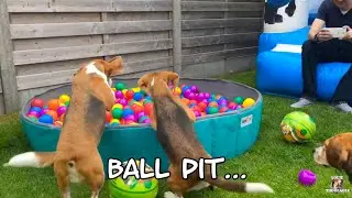 BEAGLE PUPPY PARTY : Bounce House & Ball Pit