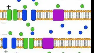 The Action Potential