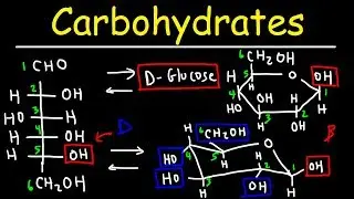 Carbohydrates - Haworth & Fischer Projections With Chair Conformations