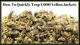 How To Quickly Trap 1,000 YellowJackets In Just Hours.   Mousetrap Monday