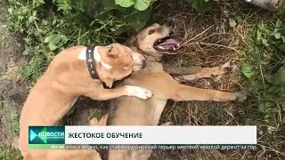 Живодер натравливал стаффордширского терьера на дворняг и кошек