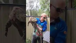 Australian Snake Catcher Removes Pair of 'Troublemaker' Goanna Lizards From Chicken Coop