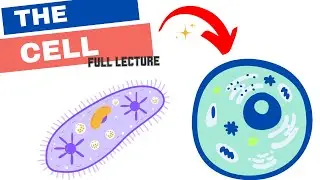 Chapter 6 - The Cell: Prokaryote vs Eukaryote, Organelles, Cytoskeleton, Endomembrane System