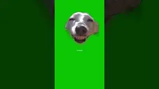 Dog Smiling Cute Naughty Meme Green Screen🐶