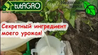 УРОЖАЙ ПОПРЁТ КАК НА ДРОЖЖАХ! СДЕЛАЙТЕ ЭТУ ПРОСТУЮ ПОДКОРМКУ ДОМАШНИМ СРЕДСТВОМ ОТ ВЕРШИНКИ.