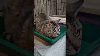 ИСТОРИЯ СПАСЕНИЯ КОШКИ ШЕЙКИ