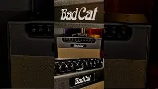 Bad Cat Black Cat 20w 1x12 Combo Amplifier w/Michael Kelly #shorts