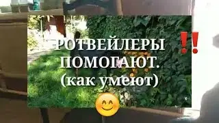 ДВА РОТВЕЙЛЕРА-ЭТО СИЛА!☝️💪Воспитание и дрессировка собак