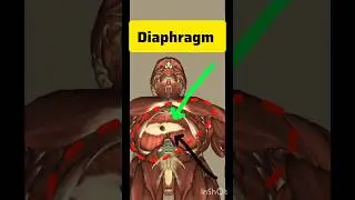 Diaphragm #anatomy #animation  #shortvideo #ytshorts #shorts