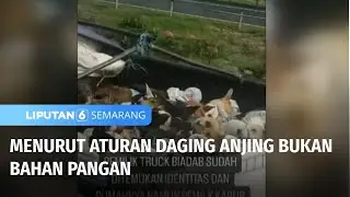 Menurut Aturan Daging Anjing Bukan Bahan Pangan | Liputan 6 Semarang