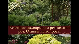 Весенние подкормки и реанимация роз.  Ответы на вопросы.