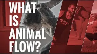 What Is Animal Flow?