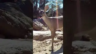 Animales del Desierto de Sonora #venadodecoues #puma #trailcam #animalshorts #natgeo