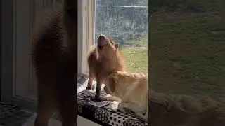 Capybara Enjoys Dogs Company