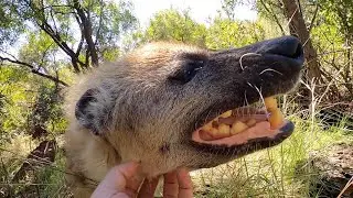 Learn about Spotted Hyenas with Kevin Richardson | The Lion Whisperer